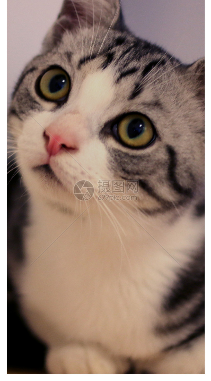 紫色背景猫手机壁纸模板素材 正版图片 摄图网