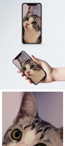 紫色背景猫手机壁纸图片