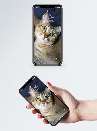 瞪大眼睛的猫手机壁纸图片
