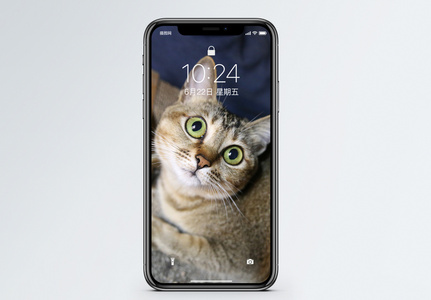 瞪大眼睛的猫手机壁纸高清图片