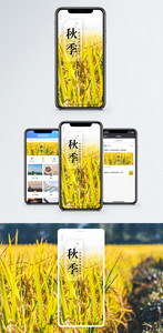 秋季秋日手机海报配图图片