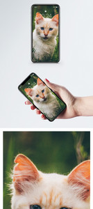 花猫手机壁纸图片