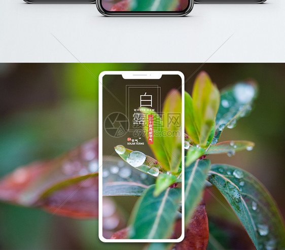 白露手机海报配图图片