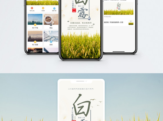 白露手机海报配图图片