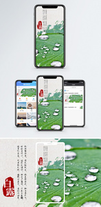 白露手机海报配图图片