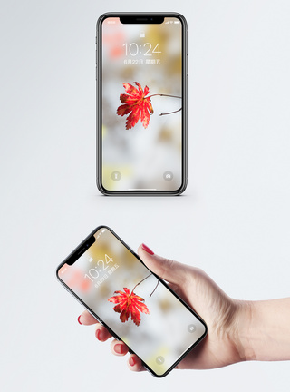 一片叶子一片红枫叶手机壁纸模板