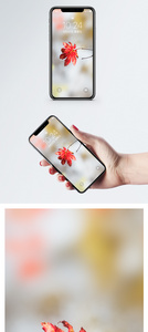 一片红枫叶手机壁纸图片