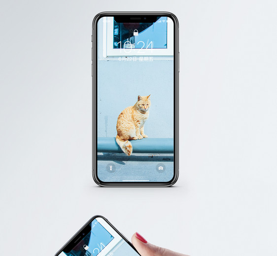猫咪手机壁纸图片