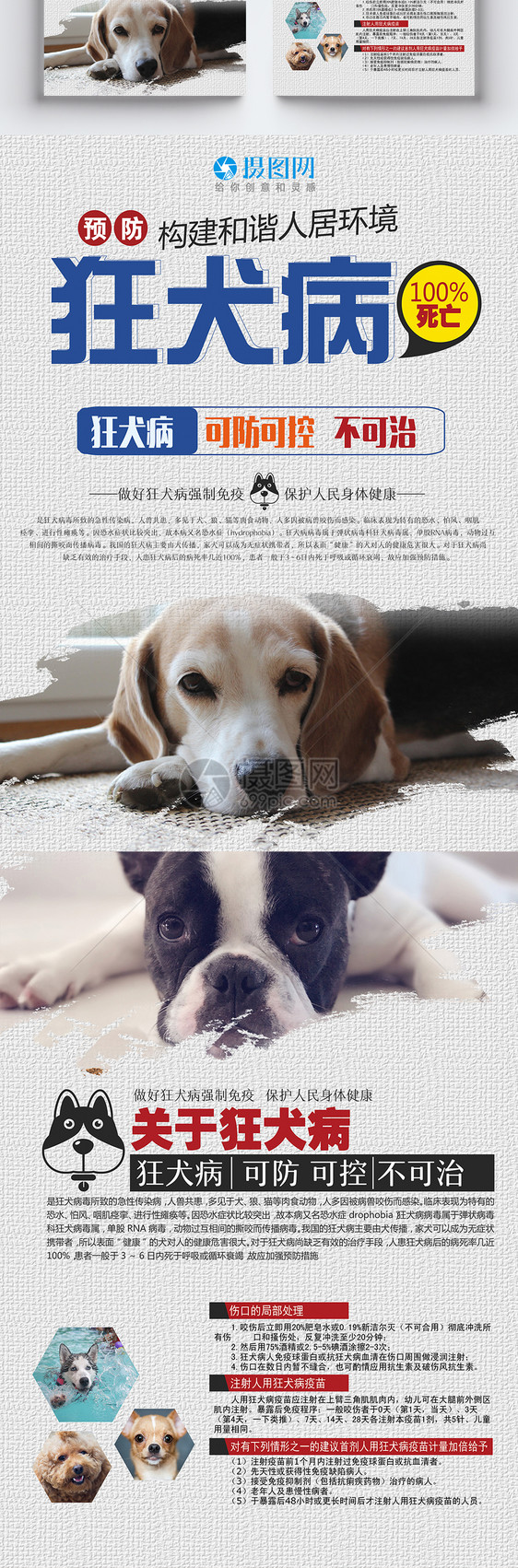 预防狂犬病宣传单图片