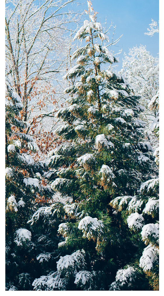雪后植物手机壁纸图片