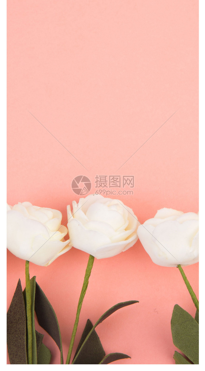 白玫瑰手机壁纸模板素材 正版图片 摄图网 白玫瑰手机壁纸模板素材 正版图片 摄图网