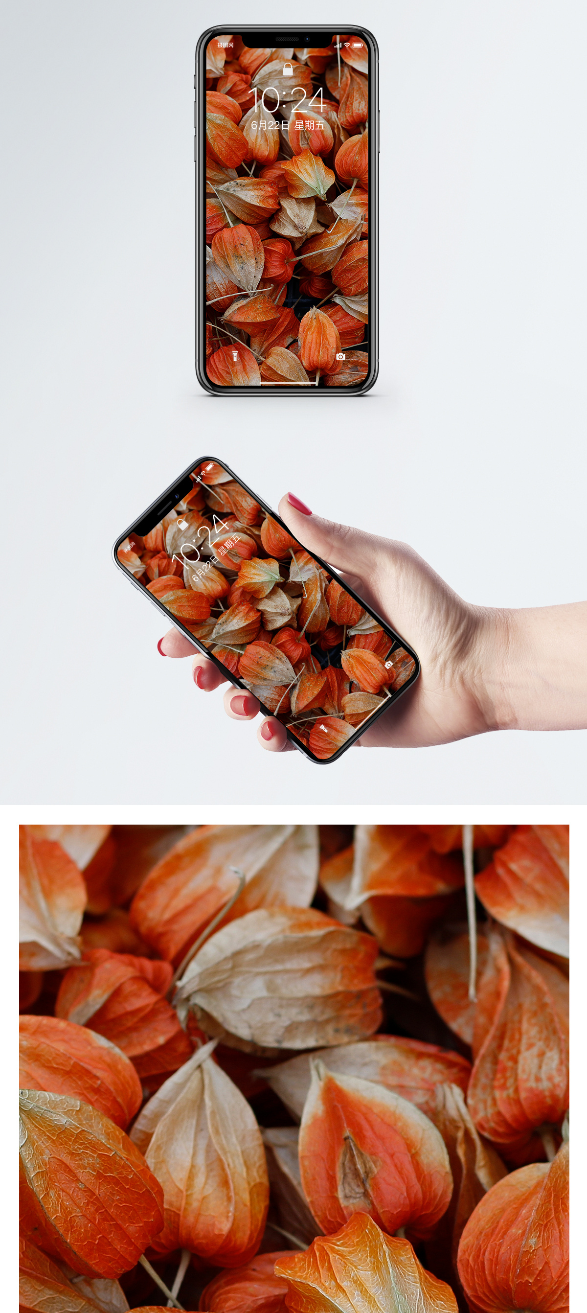 红菇茑图片 红菇茑素材 红菇茑高清图片 摄图网图片下载