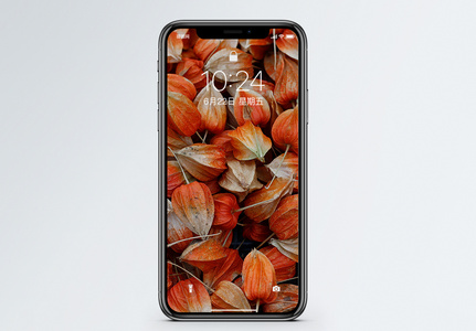 红菇茑手机壁纸图片