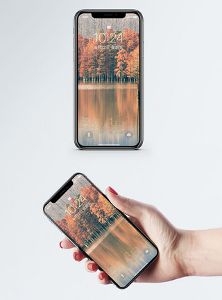 红杉树手机壁纸图片