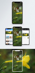 白露手机海报配图图片