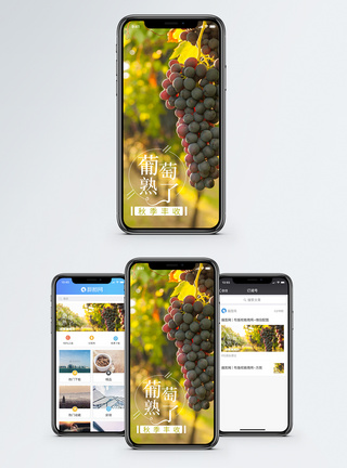 葡萄果园秋收手机海报配图模板
