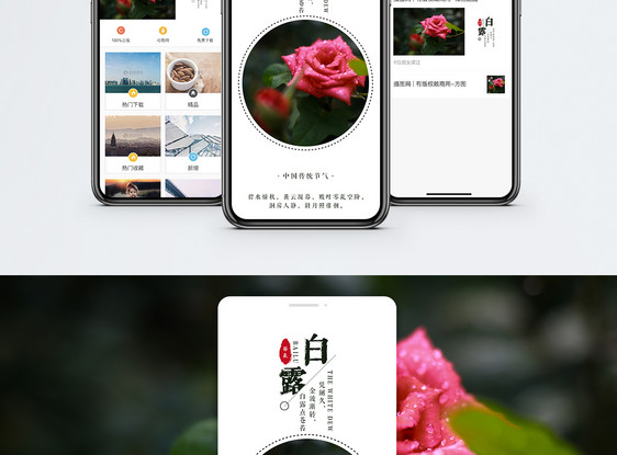 白露手机海报配图图片