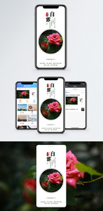 白露手机海报配图图片
