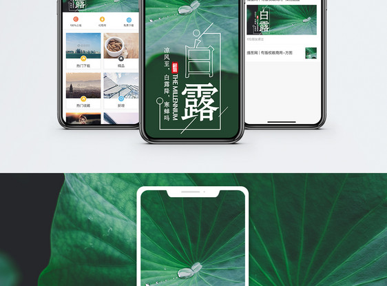 白露手机海报配图图片
