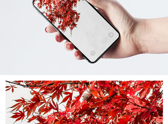 秋天红叶手机壁纸图片