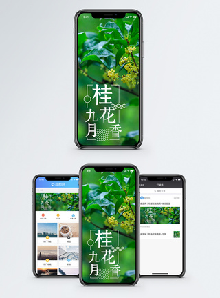 桂花香手机海报配图模板