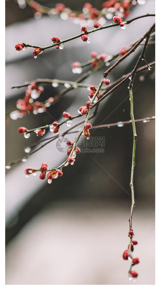 花手机壁纸图片