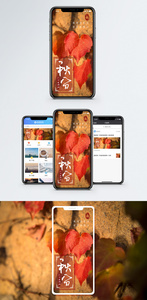 秋分手机海报配图图片