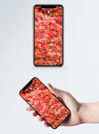 红枫叶立秋枫叶手机壁纸模板