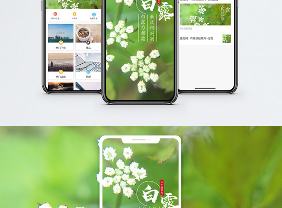 白露手机海报配图图片