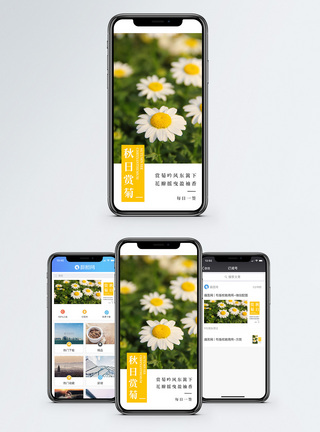 秋日菊花手机海报配图图片