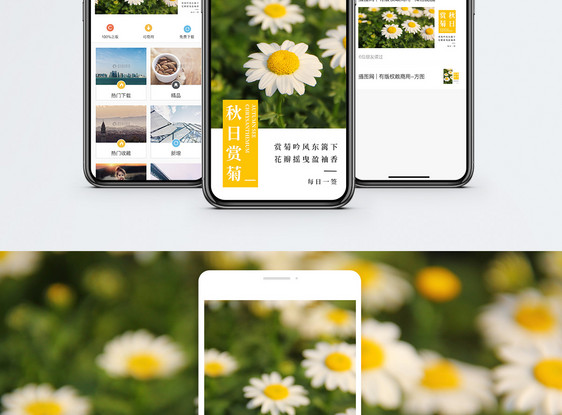 秋日菊花手机海报配图图片