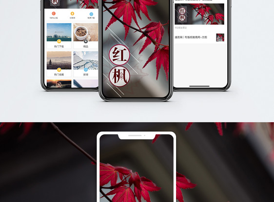 红枫手机海报配图图片
