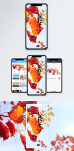 秋意正浓手机海报配图图片