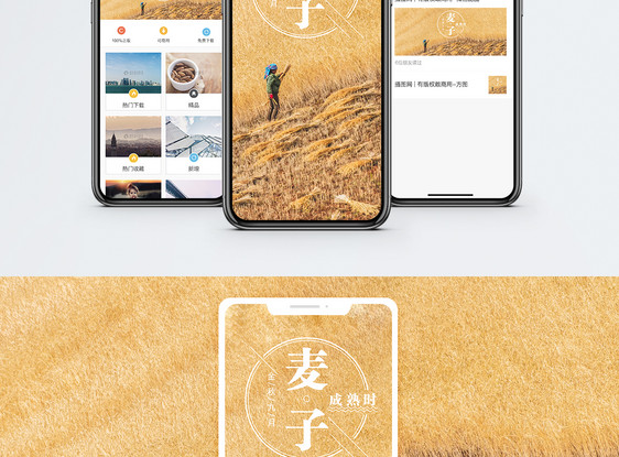 麦子成熟时手机海报配图图片