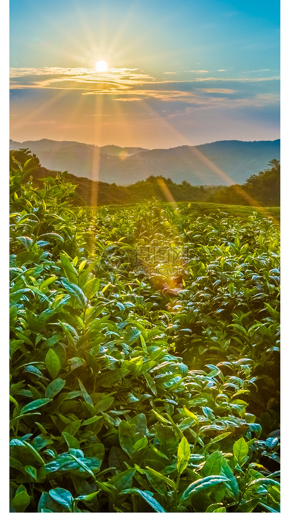 茶山日出手机壁纸图片