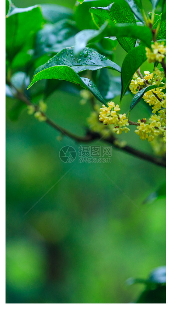 秋天桂花手机壁纸图片