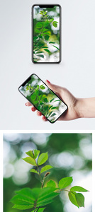 绿叶树枝手机壁纸图片