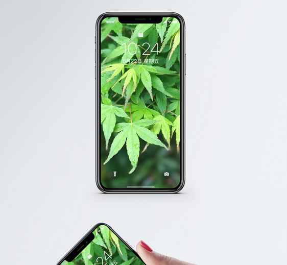 绿色枫叶手机壁纸图片