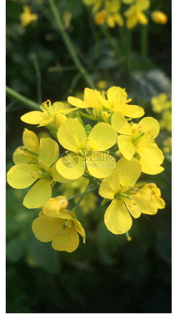 油菜花手机壁纸图片