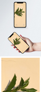 树叶手机壁纸图片