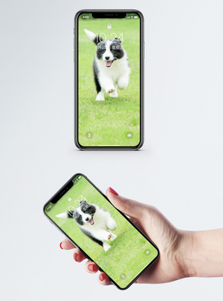 小狗手机壁纸图片