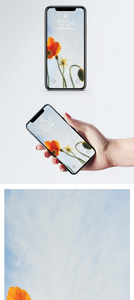 野罂粟手机壁纸图片