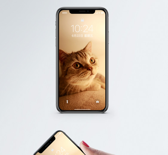 猫咪手机壁纸图片