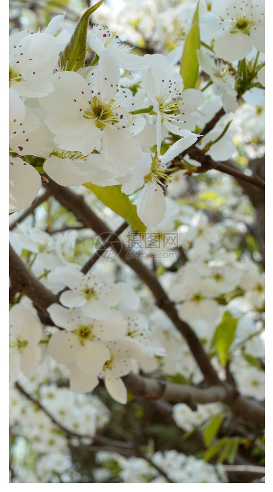 苹果花手机壁纸图片