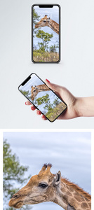 草原长颈鹿手机壁纸图片
