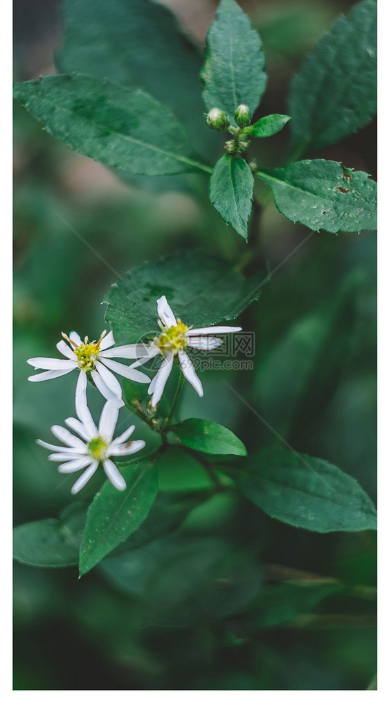 花草植物手机壁纸图片