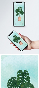 盆栽手机壁纸图片