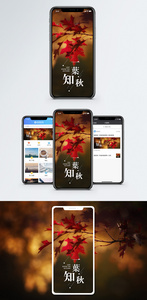 一叶知秋手机海报配图图片
