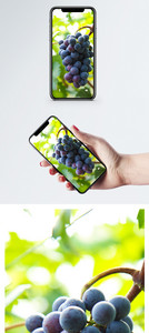水果葡萄手机壁纸图片