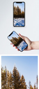 大兴安岭针叶林手机壁纸图片